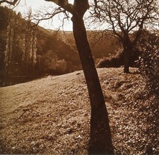Landschaft Baum c1920 Foto