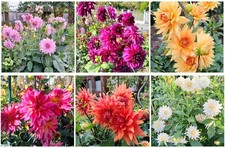 Blumen Gartenblumen Dahlien Set 36 Samen 5.40€