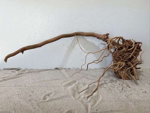 Drachenwurzel curl wurzel - drachenwurzel,,