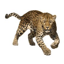 Car Sticker 18x18 cm | Leopard