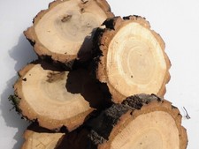 5  x Holzscheiben  Astscheiben