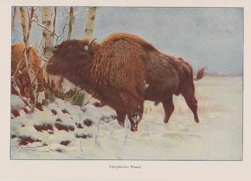 Wisent europäischer bison - wisent,