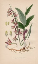 Epipactis palustris -