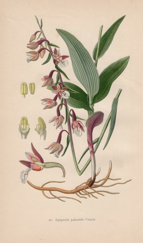 Epipactis palustris - ,