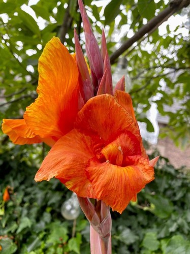Canna pretoria bengal - 🌿,