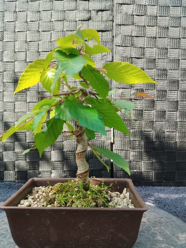 Bonsai carpinus coreana - bonsai,