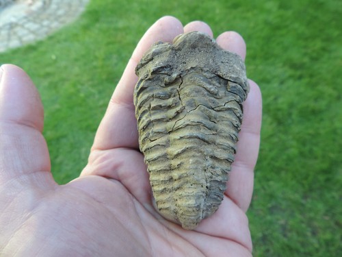 Schöner trilobit - schöner,