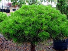 Japanische Strauchkiefer JANE KLUIS 50 cm veredelt im Container