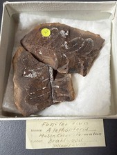 Alethopteris farn karbon - alethopteris-farn,,
