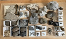 Eifel - Schnecken/ Muschel -