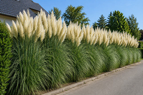 Cortaderia selloana weiß