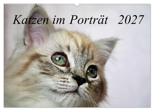 Katzen porträt - katzen,