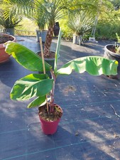 Rote essbare Banane Musa acuminata Red Dacca 80-110cm rote Früchte Essbanane