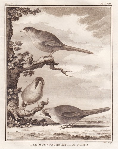 Moustache vogel bird - le,