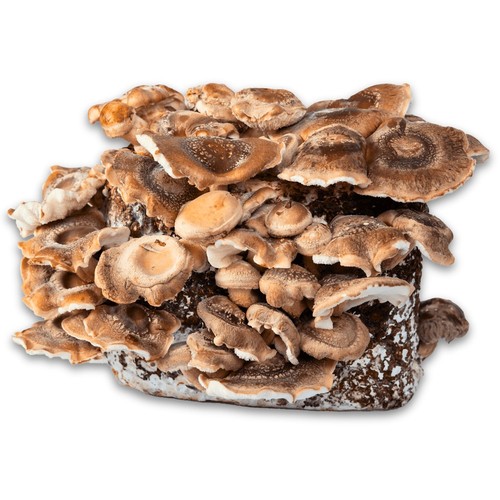 Shiitake bio fertigkultur - shiitake,