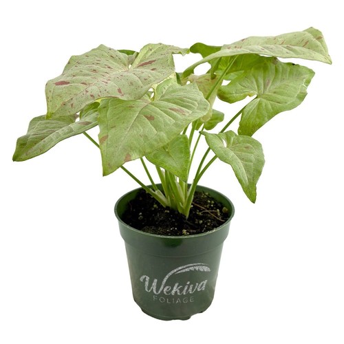 Syngonium milk confetti 1 - syngonium,