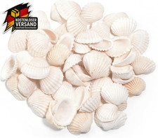 Muscheln 23 cm weiß klein
