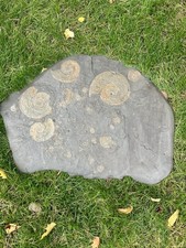 Große Fossilien Platte, mehrere Versteinerungen 