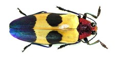 COLEOPTERA, BUPRESTIDAE