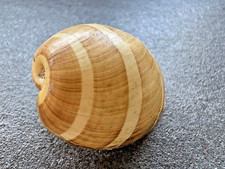 Hydatina albocincta / Bulla
