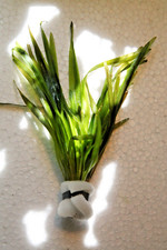 Vallisneria spiralis red,rote