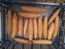 10 Fichtenzapfen, natur, zum