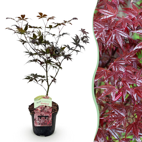 Japanischer ahorn acer - ahorn,