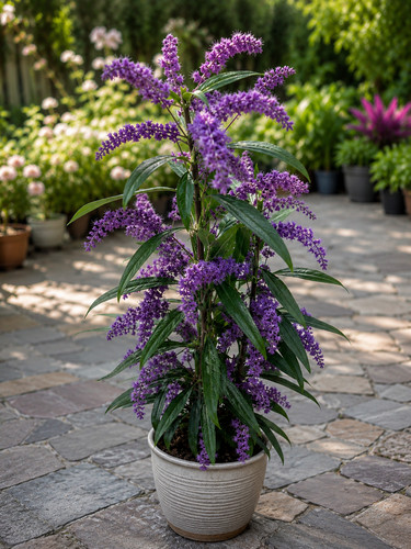 002249a hardenbergia violacea - hardenbergia,