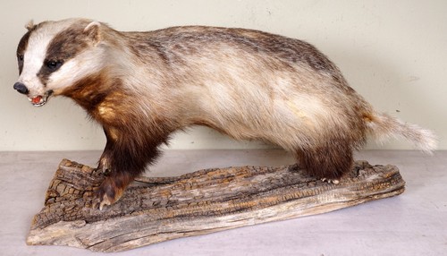 Schöner dachs badger - schöner,