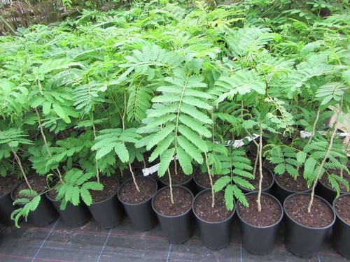 Albizia julibrissin rosea - albizia, 'rosea'