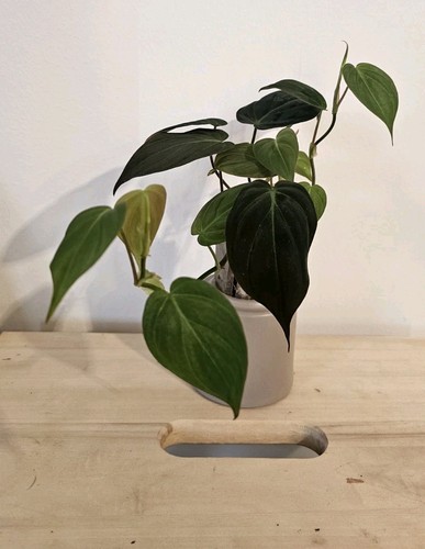 Philodendron micans babyplant - philodendron,