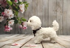 Hund Pudel Maltipoo Teddy