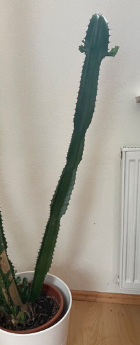 Euphorbia kanaren wolfsmilch - kanaren,