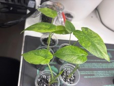 Alocasia Macrorrhiza Aurea Babys