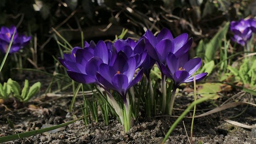 Schneekrokusse dunkel lila - schneekrokusse, dunkel-lila