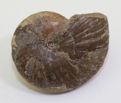 Ammonit phylloceras - ammonit,,