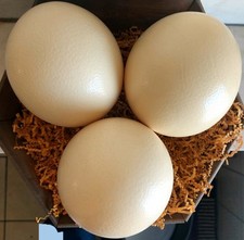 1 Südafrikanisches Straussenei Strausseneier leer 13,5-14,5 Cm