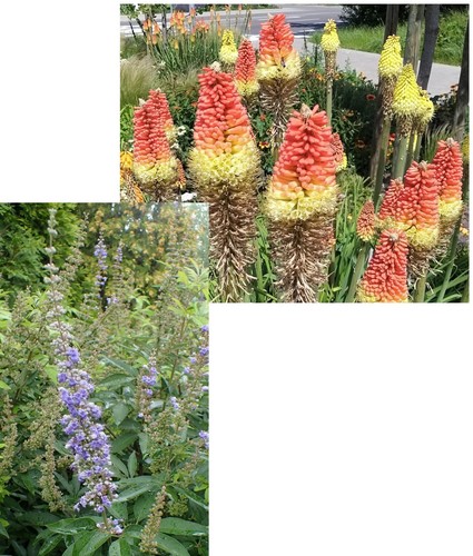 Super blumen samen sparset - super,