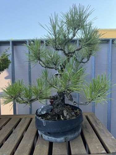 Japanischer pinus thunbergii - japanischer, pinus-thunbergii