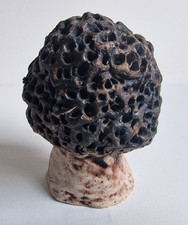Kunst Keramik Morchel Pilz Morchella Lorchel Handgefertigt ca. 10,5 cm hoch
