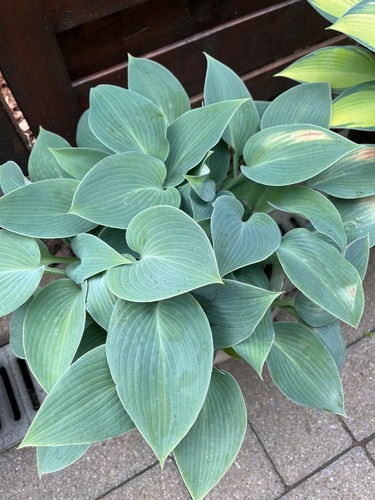 Funkien hosta ableger - funkien,