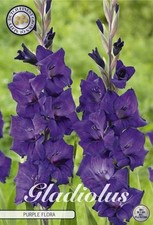 Großblumige Gladiole " Purple
