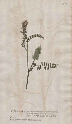 Kicher tragant astragalus - kicher-tragant,
