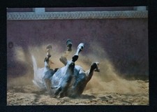 Pferdepostkarte, AK Pferde