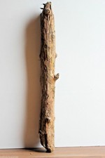 Treibholz Schwemmholz, 1 XL Stamm Deko Garten Terrarien Lampe Ostern 