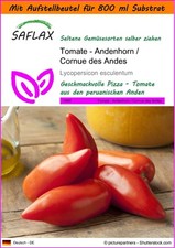 SAFLAX Garden in the Bag - Tomate - Andenhorn / Cornue des Andes - Lycopersicon