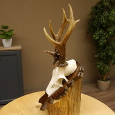 Rehgeweih Reh ungerader 8