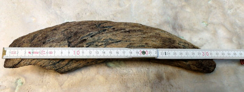 Bison horn fossil xxl - horn,