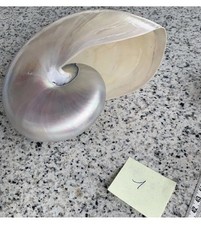 Nautilusmuschel, ein besonders