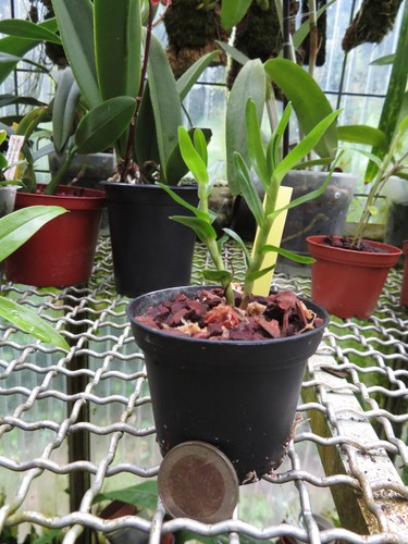 Dendrobium uniflorum